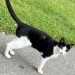 Black and white kitten found in Bandon