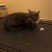 Grey housecat lost in Fermoy