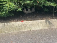 Black and white cat found Cork