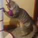 Female Tabby Cat Lost Shanballymore