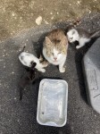 Female cat and six kittens found in Crossbarry area