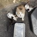Female cat and six kittens found in Crossbarry area