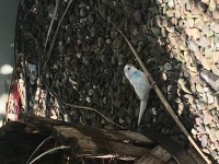 Blue and white budgie found in Cork city