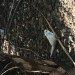 Blue and white budgie found in Cork city