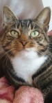 Three legs cat female lost on 24-25 July in South cork area