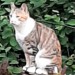 Belle Female Ginger & White Striped Cat