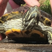 Terrapin lost in Ballypheane