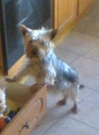 Lost YORKIE Limerick