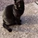 Small 2yr Old Female Cat Missing Durrus Area