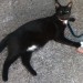 Black and white female cat lost in Kilbrin/Kanturk area