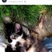 Have you found me calco kitten west cork