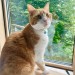 Male Ginger Cat, Lost from Holiday Home in Allihies