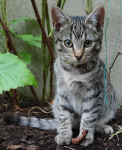 Male tabby kitten w/ gold collar lost in Gurranabraher
