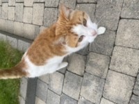 Ginger and white male cat found Limerick city