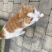 Ginger and white male cat found Limerick city