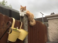 Marco Polo- Cat missing from Wycherley Terrace,College Road,Cork City