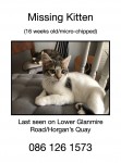 Kitten – last seen on Horgan’s Quay/Lower Glanmire Road, Cork