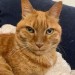 Missing Female ginger  Cat