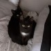 2 Black kittens found at Gallarus, West Kerry