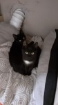 2 Black kittens found at Gallarus, West Kerry