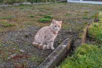 Young ginger cat missing from Dromore, Bantry