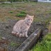 Young ginger cat missing from Dromore, Bantry