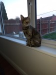 6 month old cat lost in the LOUGH/BALLYPHEHANE area
