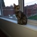 6 month old cat lost in the LOUGH/BALLYPHEHANE area