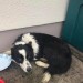 Lost Black and White Collie-Golden South Tipp