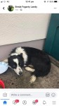 Lost Black and White Collie-Golden South Tipp