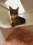 Male Tabby Cat 1 Year old lost in Grange Erin Douglas