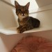 Male Tabby Cat 1 Year old lost in Grange Erin Douglas
