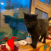 Lost Black Cat – Presley