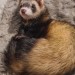 Lost Ferret in Castlemartyr, Cork