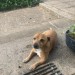 Male  Brown  Jack Russell , Tipperary