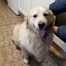 Retriever found in Castletroy