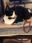 Jess – Female Neutered & Microchipped Tuxedo Cat – Ovens Cork – Still Missing