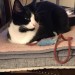 Jess – Female Neutered & Microchipped Tuxedo Cat – Ovens Cork – Still Missing