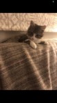 Kitten male found in Halldene Bishopstown