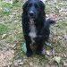 Black male springer / collie mix lost in Mallowgaton, near Newcestown, Bandon