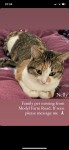 Missing Cat, Female family pet