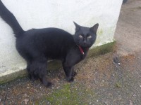 Male Black Cat