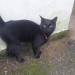 Male Black Cat