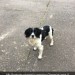 Black and white Springer spaniel