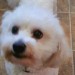 Male bichon frise found in waterfall