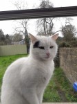 Female Cat found in Twopothouse, Mallow