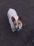Lost Mini Jack Russell female dog