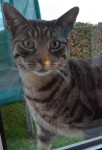 Male tabby cat lost in Clondrohid, Macroom