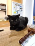 Male black cat lost in St. Luke’s, Cork City since 25th March