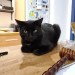 Male black cat lost in St. Luke’s, Cork City since 25th March